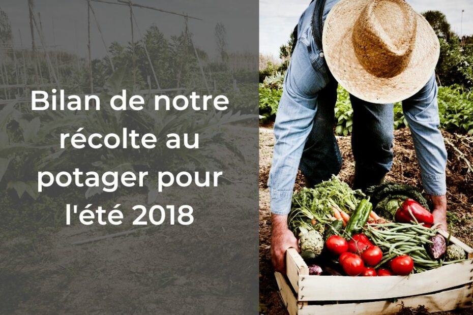 En 2018, nous avons récolté pour 350€ de légumes dans notre potager. Je vous explique tout en détail.