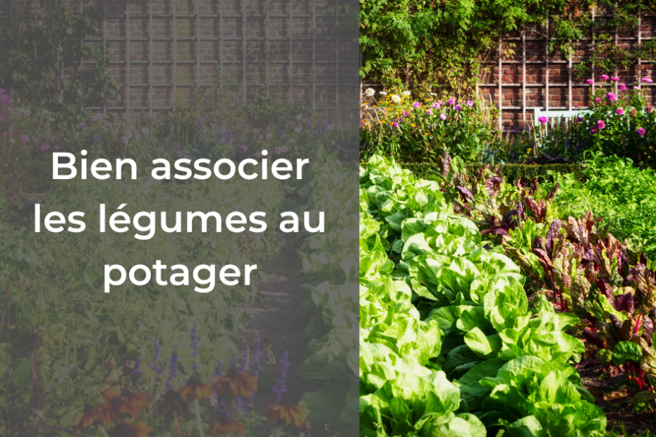 Comment bien associer les légumes au potager #legumes #potager #association #légumes #jardinage #jardin #potager #jardinbio #potagerbio #jardinpotager #tomate