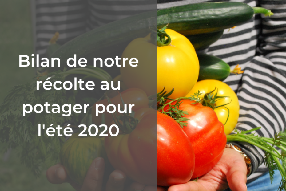 En 2020, nous avons récolté pour 737€ de légumes dans notre potager. Je vous explique tout en détail.